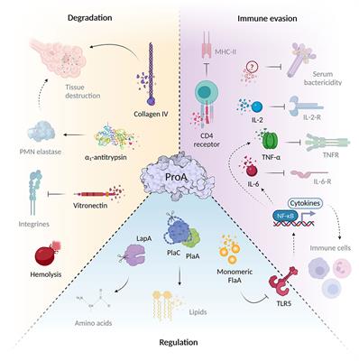 Protein sociology of ProA, Mip and other secreted virulence factors at the Legionella pneumophila surface